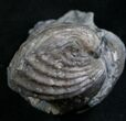 Platystrophia Brachiopod Fossil From Kentucky #6641-1